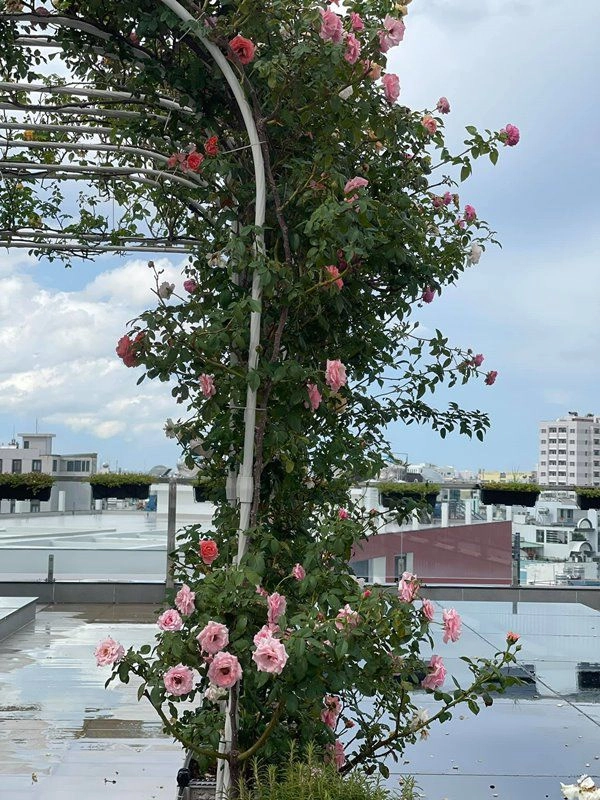 Khánh thi khoe vườn hồng trăm triệu phan hiển trồng tặng vợ sau 5 tháng nhìn khác hẳn - 10