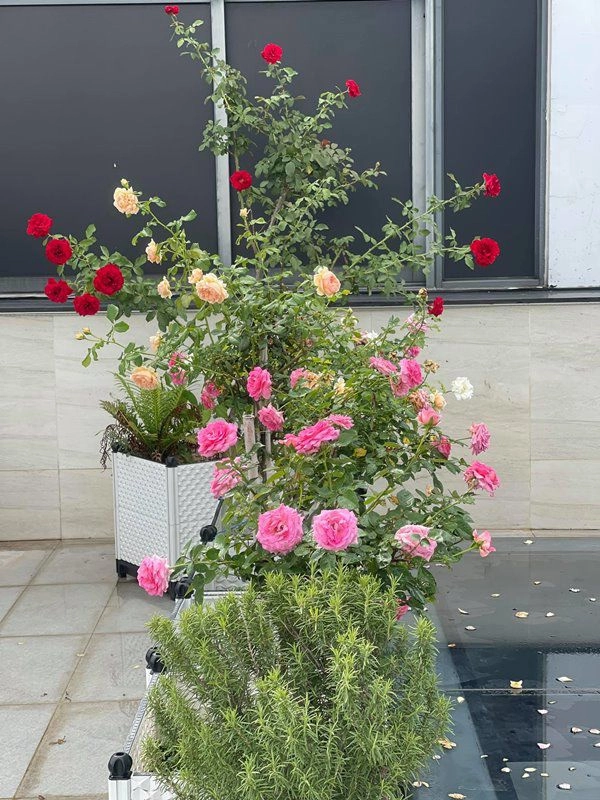 Khánh thi khoe vườn hồng trăm triệu phan hiển trồng tặng vợ sau 5 tháng nhìn khác hẳn - 11