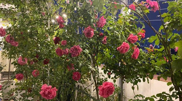 Khánh thi khoe vườn hồng trăm triệu phan hiển trồng tặng vợ sau 5 tháng nhìn khác hẳn - 12