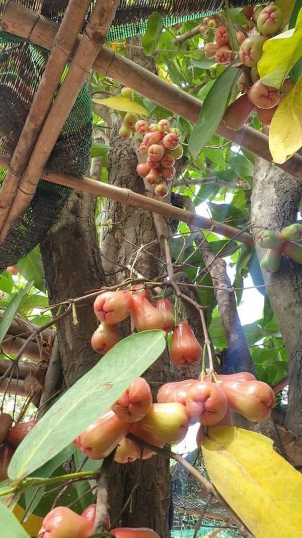 Kiwi ngô mai trang đưa con về nhà vườn lánh dịch không gian xanh mướt như ở quê - 4