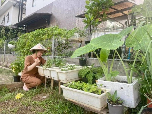 Mấy tháng nghỉ dịch ở nhà trồng rau nhật kim anh thu hoạch mướp dài gần bằng người - 6