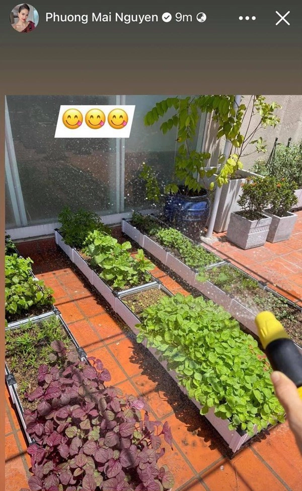Mc phương mai làm vườn trên sân thượng nhà 600m2 giãn cách ở nhà no đủ rau ăn - 5