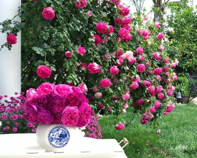 Mẹ 7x sang mỹ làm cả vườn hồng rộng 800m2 bông nào cũng to như miệng bát - 2
