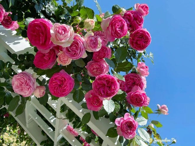 Mẹ 7x sang mỹ làm cả vườn hồng rộng 800m2 bông nào cũng to như miệng bát - 5