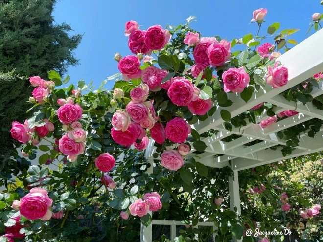 Mẹ 7x sang mỹ làm cả vườn hồng rộng 800m2 bông nào cũng to như miệng bát - 7