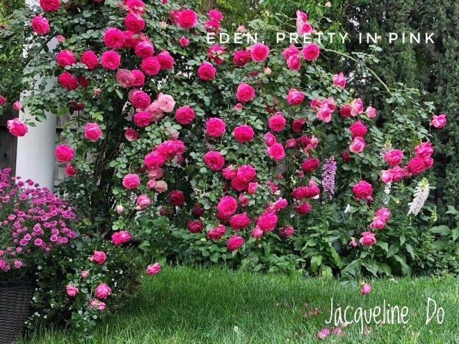 Mẹ 7x sang mỹ làm cả vườn hồng rộng 800m2 bông nào cũng to như miệng bát - 16