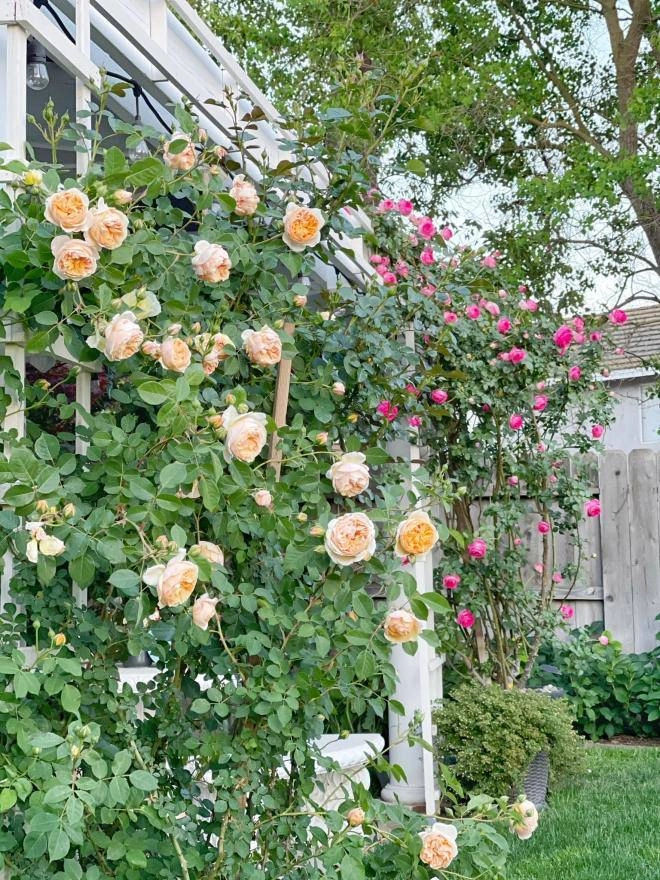 Mẹ 7x sang mỹ làm cả vườn hồng rộng 800m2 bông nào cũng to như miệng bát - 18