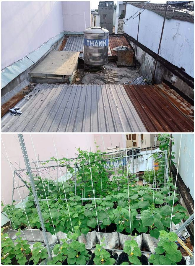 Mẹ 9x cải tạo 3m2 ban công làm vườn bội thu rau quả cả nhà ăn không hết - 6