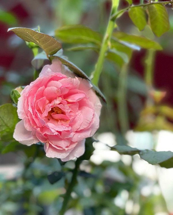 Mẹ đơn thân được chồng cũ chu cấp 10 tỷtháng ở nơi xa hoa trồng hồng to như cái đĩa - 10