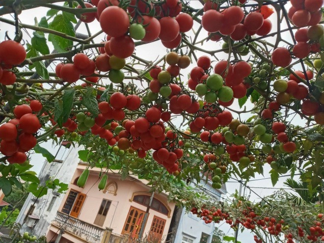 Mẹ hải phòng làm ròng rọc tời đất lên sân thượng trồng cà chua quả kết từng chùm trĩu giàn - 2