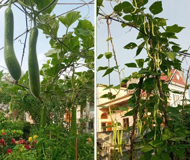 Mẹ hải phòng làm ròng rọc tời đất lên sân thượng trồng cà chua quả kết từng chùm trĩu giàn - 7