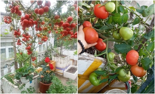 Mẹ hải phòng làm ròng rọc tời đất lên sân thượng trồng cà chua quả kết từng chùm trĩu giàn - 8