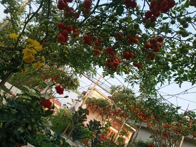 Mẹ hải phòng làm ròng rọc tời đất lên sân thượng trồng cà chua quả kết từng chùm trĩu giàn - 10