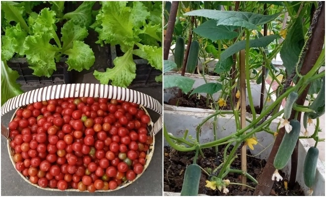 Mẹ hải phòng làm ròng rọc tời đất lên sân thượng trồng cà chua quả kết từng chùm trĩu giàn - 11