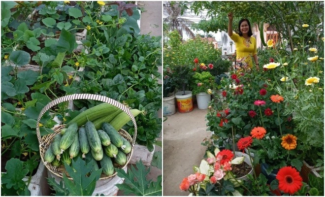 Mẹ hải phòng làm ròng rọc tời đất lên sân thượng trồng cà chua quả kết từng chùm trĩu giàn - 13