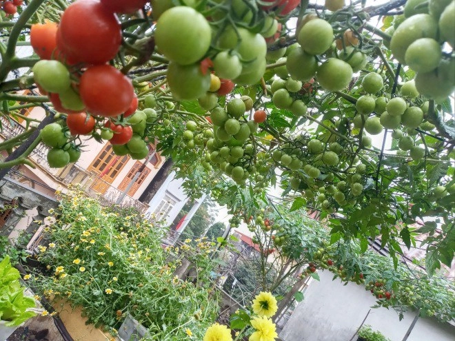 Mẹ hải phòng làm ròng rọc tời đất lên sân thượng trồng cà chua quả kết từng chùm trĩu giàn - 14
