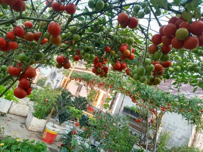 Mẹ hải phòng làm ròng rọc tời đất lên sân thượng trồng cà chua quả kết từng chùm trĩu giàn - 15