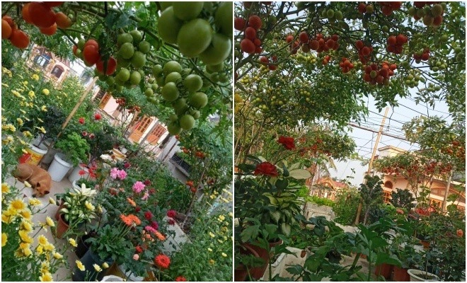 Mẹ hải phòng làm ròng rọc tời đất lên sân thượng trồng cà chua quả kết từng chùm trĩu giàn - 16