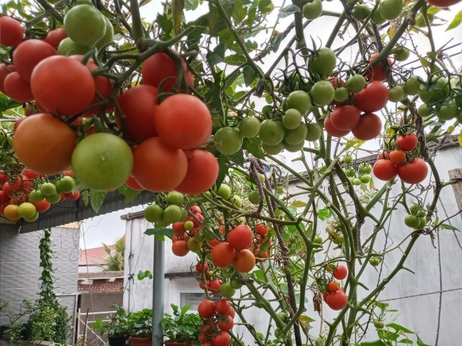 Mẹ hải phòng làm ròng rọc tời đất lên sân thượng trồng cà chua quả kết từng chùm trĩu giàn - 17