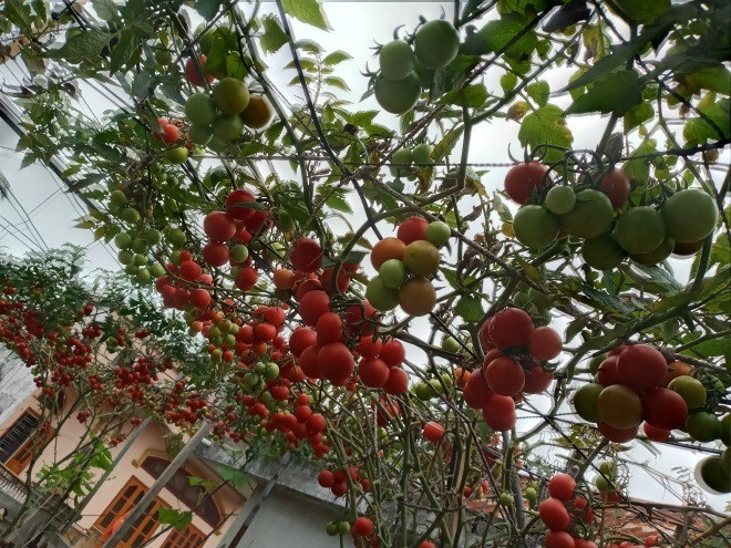 Mẹ hải phòng làm ròng rọc tời đất lên sân thượng trồng cà chua quả kết từng chùm trĩu giàn - 20