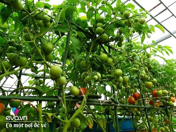 Mẹ hưng yên cẩu đất lên sân thượng trồng cà chua vài tháng sau được cả vườn sai lúc lỉu - 10