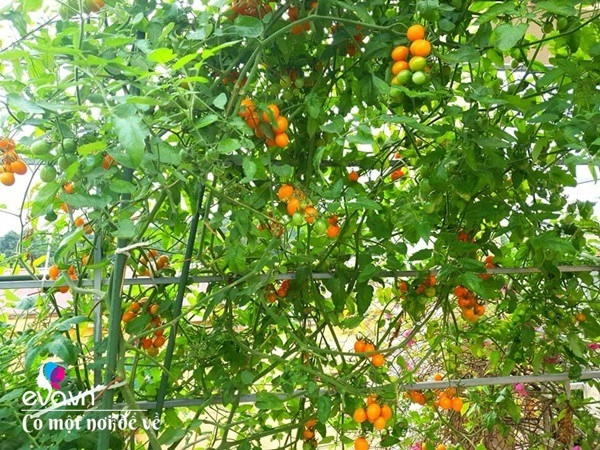 Mẹ hưng yên cẩu đất lên sân thượng trồng cà chua vài tháng sau được cả vườn sai lúc lỉu - 15