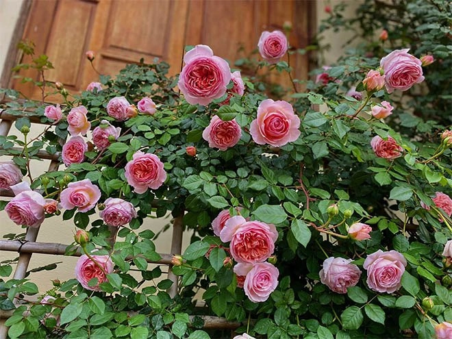 Mẹ quảng ninh trồng hoa hồng nở rộ như trời tây ai ngờ chi phí ban đầu chỉ 180 nghìn - 10