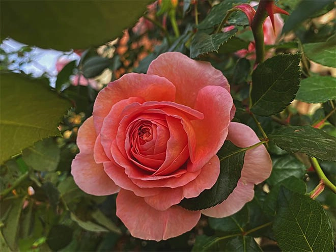 Mẹ quảng ninh trồng hoa hồng nở rộ như trời tây ai ngờ chi phí ban đầu chỉ 180 nghìn - 11