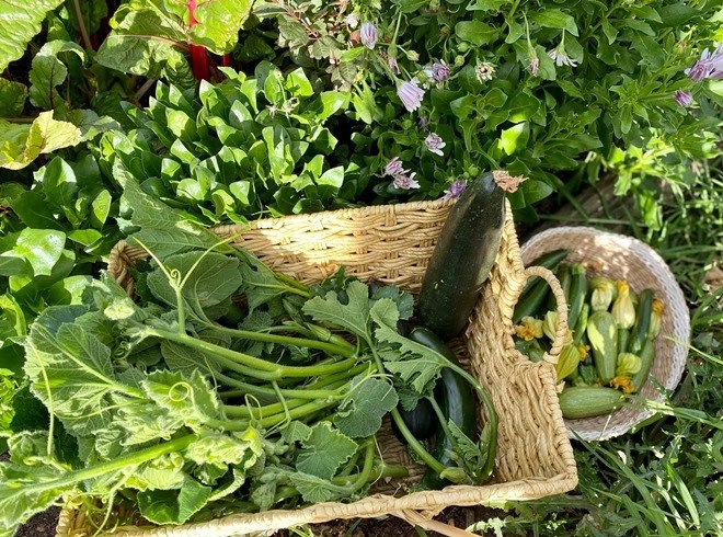 Mẹ việt trồng rau từ mảnh vườn cỏ lụt ngang người giờ ăn không hết còn mang đi cho - 13