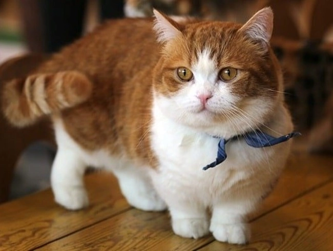 Mèo munchkin - đặc điểm nhận biết nguồn gốc và giá bán - 1