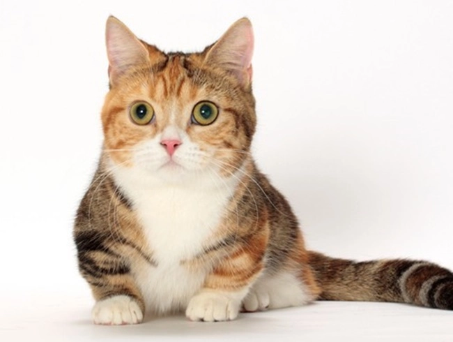 Mèo munchkin - đặc điểm nhận biết nguồn gốc và giá bán - 2