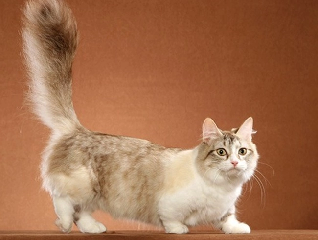Mèo munchkin - đặc điểm nhận biết nguồn gốc và giá bán - 4