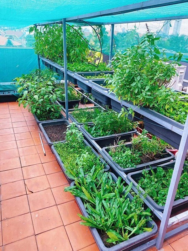 Nhà celeb diệp bảo ngọc trồng rau trên sân thượng như nhà ở quê thu hoạch cả rổ - 3