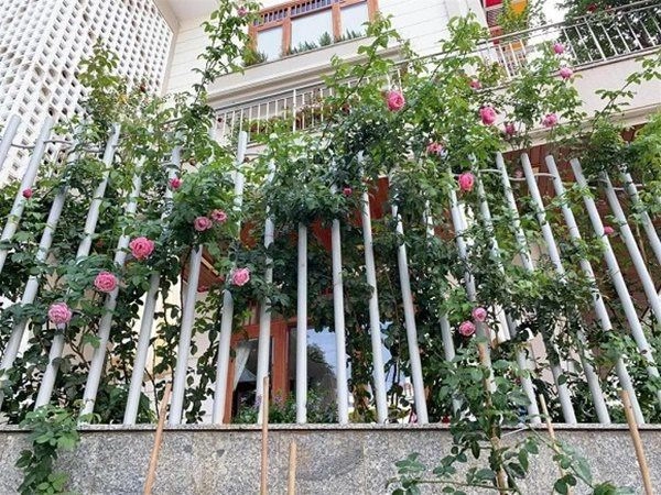 Nhà celeb ở biệt thự đầy hoa hồng bà xã doanh nhân của qúy bình tự tay làm vườn - 11