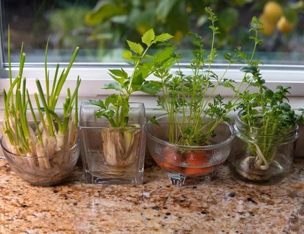 Những cách biến cửa sổ nhà thành khu vườn gia vị không tốn tiền vẫn có rau ăn - 1