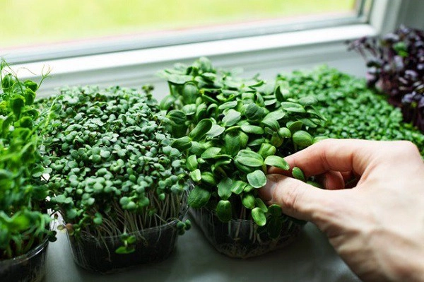Những cách biến cửa sổ nhà thành khu vườn gia vị không tốn tiền vẫn có rau ăn - 6