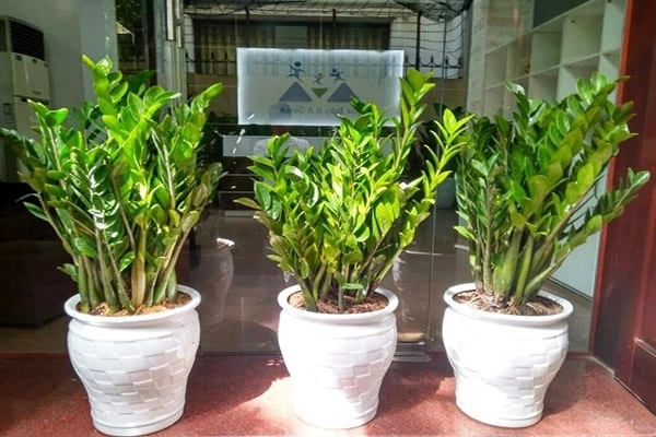 Những cây xanh đẹp trồng trong nhà văn phòng đô thị hoặc để bàn - 1