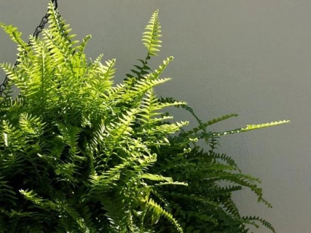6 loại cây cảnh được ví như máy thanh lọc không khí nasa gợi ý nên trồng trong nhà - 6