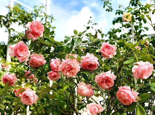 Ốc thanh vân dương mỹ linh và sao việt thích trồng hoa hồng đắt giá thơm nức vườn - 10