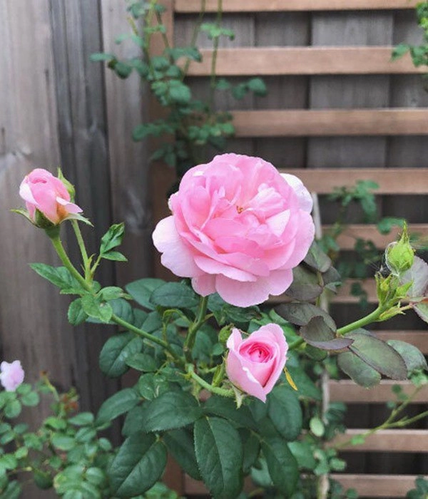 Ốc thanh vân dương mỹ linh và sao việt thích trồng hoa hồng đắt giá thơm nức vườn - 14
