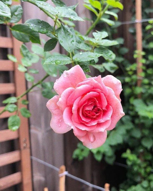Ốc thanh vân dương mỹ linh và sao việt thích trồng hoa hồng đắt giá thơm nức vườn - 15