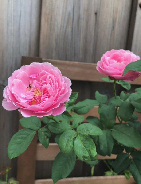 Ốc thanh vân dương mỹ linh và sao việt thích trồng hoa hồng đắt giá thơm nức vườn - 16