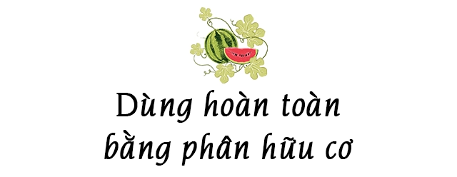 Ông bố phú thọ làm vườn sân thượng theo bí quyết riêng rau quả xanh tốt quanh năm - 12