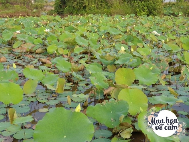 Say mê sen đe vuong mẹ hà nội chịu chơi đưa hoa bằng máy bay từ huế ra thủ đô - 5