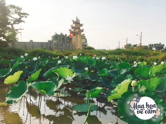 Say mê sen đe vuong mẹ hà nội chịu chơi đưa hoa bằng máy bay từ huế ra thủ đô - 6