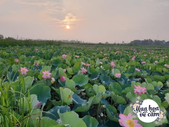 Say mê sen đe vuong mẹ hà nội chịu chơi đưa hoa bằng máy bay từ huế ra thủ đô - 7