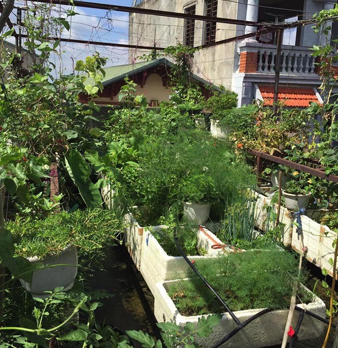 Tái chế thùng xốp dùng hơn chục năm mẹ đảm bội thu vườn rau xanh sân thượng 30m2 giữa phố - 8