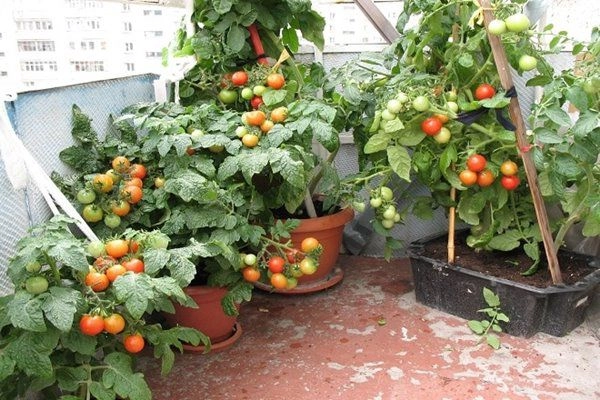 Tại sao người khác trồng cà chua trĩu quả còn bạn thì không tất cả do 5 sai lầm này - 2