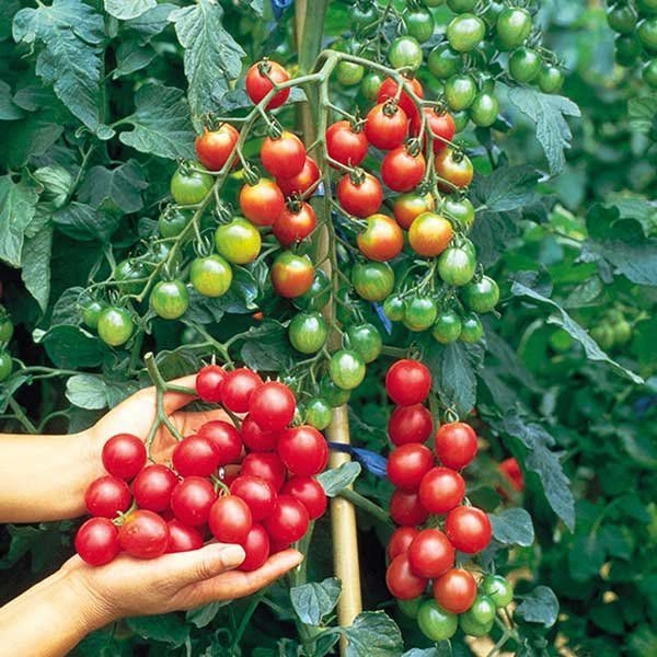 Tại sao người khác trồng cà chua trĩu quả còn bạn thì không tất cả do 5 sai lầm này - 3