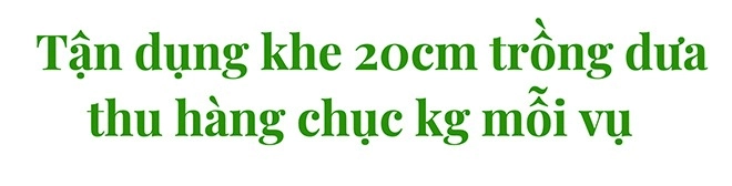 Tận dụng khe tường 20cm trên sân thượng ông bố ở sài gòn thu hoạch hàng chục ký dưa - 11